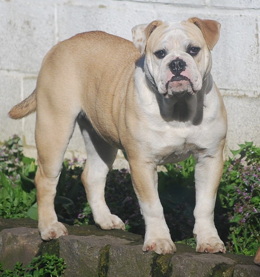 Les Bulldog continental de l'affixe Des Joyeux Molossus