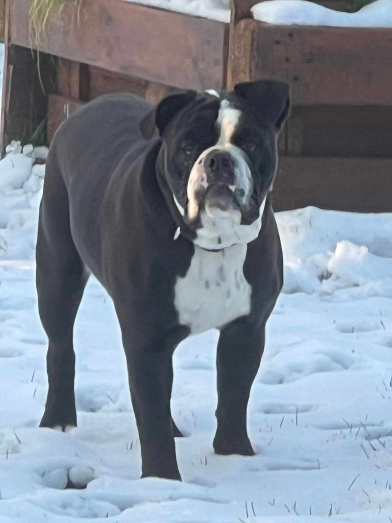 Un sacre gamin dit balou des chemins du bout du monde