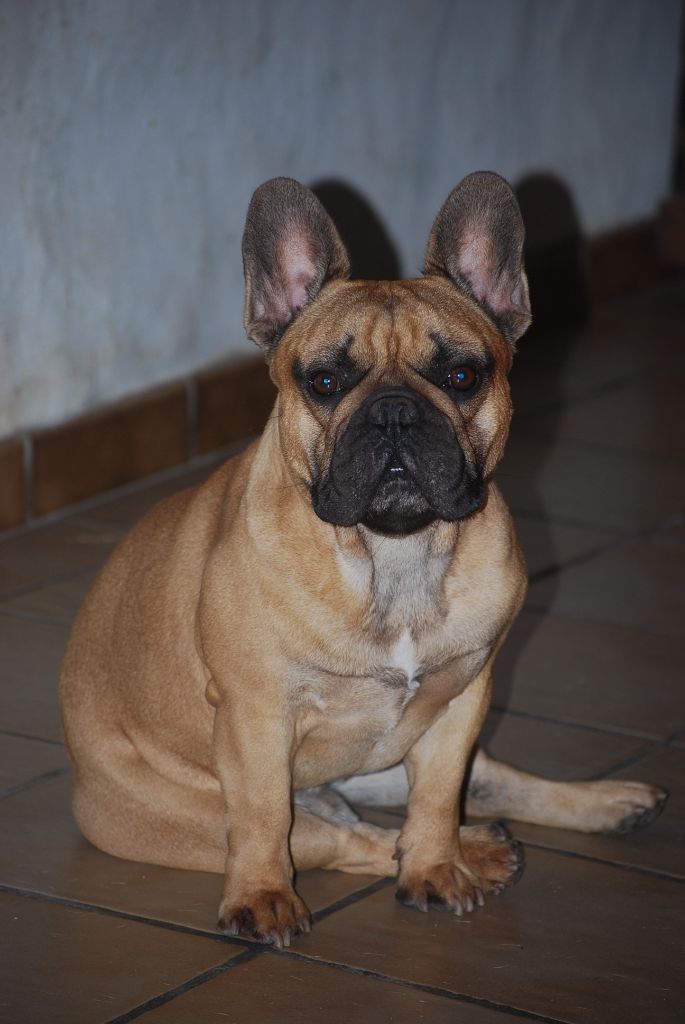 Rocco Héritier De La Sphère D'Idunn